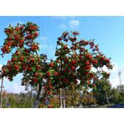 Рябина обыкновенная / Sorbus aucuparia (саженцы, h 200-300) фото