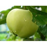 Яблоня белый налив фото