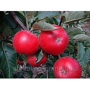 Молдавские яблоки. фото