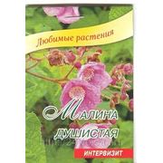 Малина душистая (Rubus odoratus)мини-тепличка 5 семян