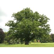 Дуб черешчатый / Quercus robur (саженцы, С-3, h 90-120 см) фото