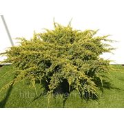 Можжевельник чешуйчатый / Juniperus squamata Holger (контейнер 3л) фото