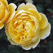 Роза английская душистая / Rosa fragrant english Charlotte (контейнер 6 л) фото