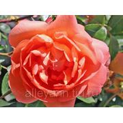 Роза английская душистая / Rosa fragrant english Pat Austin (контейнер 6 л) фото