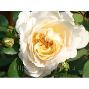 Роза английская душистая / Rosa fragrant english Crocus Rose (syn Emanuel) (контейнер 6 л) фото