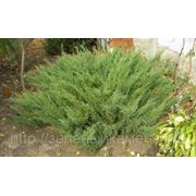 Можжевельник казацкий (Juniperus sabina).Высота 20-30см,0.5-0.8м. фото