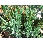 Можжевельник чешуйчатый / Juniperus squamata Blue Carpet (контейнер 46л) фото