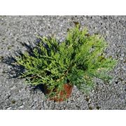 Можжевельник казацкий / Juniperus sabina Rockery Gem (контейнер 2л) фото