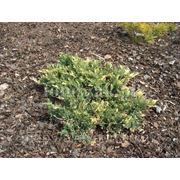 Можжевельник казацкий / Juniperus sabina Tamariscifolia (контейнер 10л) фото