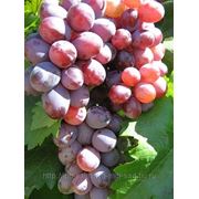 Саженцы винограда сверхранних, ранних и средне-ранних районированных сортов фото