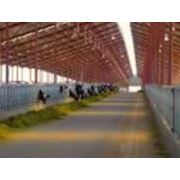 Строительство объектов сельского хозяйства фото