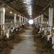 Разведение крупного рогатого скота фото