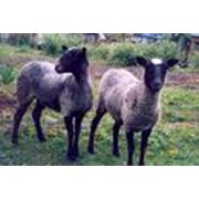 Разведение овец и коз фото
