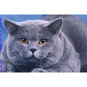 Вязка с красивым голубым британским котом с отличной родословной разведение домашних животных разведение кошек вязка котов заказы на услуги со всей России фотография