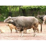 Откорм и забой бычков фото