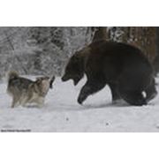 Охота в области Байкала фото
