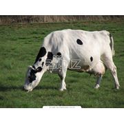 Разведение коров фотография