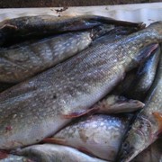 Рыба свежемороженая, Щука свыше 1,5 кг (мороженая)