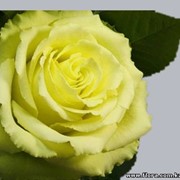 Роза Limbo фото