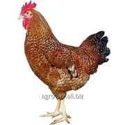 Суточные цыплята породы Доминант красный полосатый Д159 с вакцинацией фотография