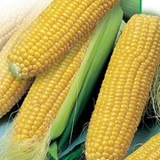Кукурудза гибридная ДКС 3420 Monsanto