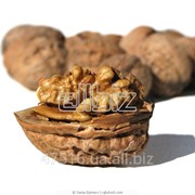 Орехи грецкие фото