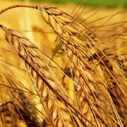 Пшеница твердая, купить, Украина фотография