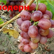Саженцы винограда Модерн, оптом фото