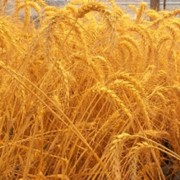 Продам семена озимой пшеницы сорта Чорнява фото
