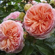 Роза немецкая Чиппендейл (Chippendale)