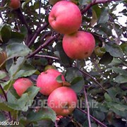 Саженцы яблонь Осенняя радость бирка №1 фотография