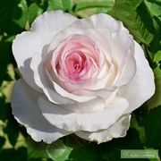 Розы Дольче Вита