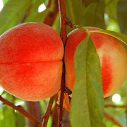 саженцы персика абрикос слив яблонь ореха фото