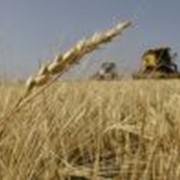 Зерно, зерновые зерно фуражное продам в одесской области