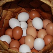 Яйцо куриное домашнее фото