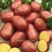 Картофель вид Астерикс 1рс фотография