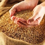 Пшеница фуражная 4 класс, пшеница на экспорт фото