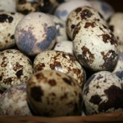 Перепелинные яйца оптом от 500 шт фото