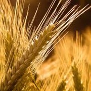 Пшеница первого класса оптом Украина фото
