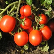 Семена томатов ФОРСАЖ F1 1000 сем.