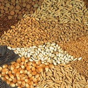 Семена оптом для полеводства: подсолнечник, пшеница, рапс, лен фото