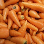 Морковь, продажа, Украина фото