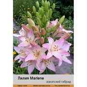 Лилия Азиатский гибрид Marlene фото