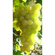 Виноград Агрус привитый на Кобер 5бб фото