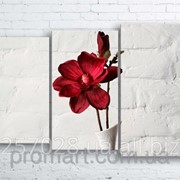 Модульна картина на полотні Червона квітка в білій вазі код КМ100160-032 фото