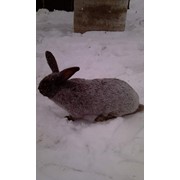 Кролики племенные породы серебристый фото