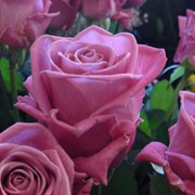 Саженцы роз чайно - гибридных, купить Украина фото