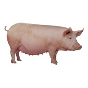Кормовые концентраты, 3325 У Премикс для свиноматок (супоросных),2,5%.Провими, Пурина, 25 кг