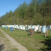 Пчелосемьи, пчелопакеты фото