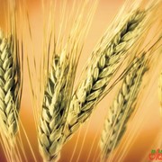 Семена озимой пшеницы - Черноземка 88 фото